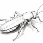 How to draw a roach