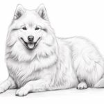 How to draw a Samoyed