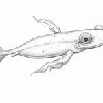 How to draw a tadpole