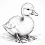 how to draw a baby duck