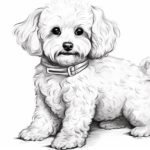 How to draw a Bichon Frise