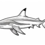 how to draw a blacktip shark