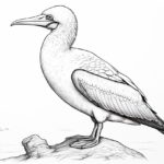 How to draw a blue-footed booby