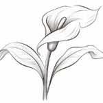 how to draw a Calla Lily