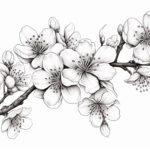 how to draw a cherry blossom