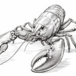 how to draw a crawfish