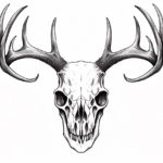 How to Draw a Deer Skull