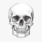 How to Draw a Human Skull