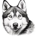 How to Draw a Husky Face