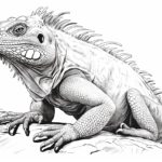 How to draw an iguana