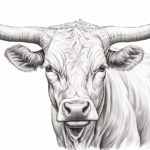 How to Draw a Longhorn