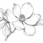 How to Draw a Magnolia Flower