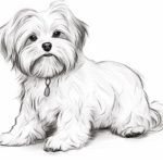 How to draw a Maltese