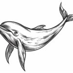 how to draw a Narwhal