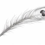 How to Draw a Peacock Feather