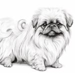 How to draw a Pekingese