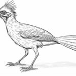 How to Draw a Roadrunner