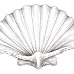 How to Draw a Sea Shell