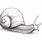 How to Draw a Slug