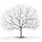 How to Draw a Tree Without Leaves