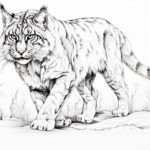 how to draw a wildcat