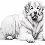 How to Draw a Big Dog