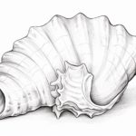 How to Draw a Conch