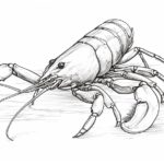 How to Draw a Crayfish