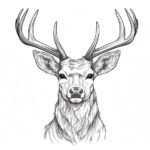 How to Draw a Deer Buck