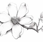 how to draw a dogwood flower