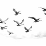 how to draw a flock of birds flying