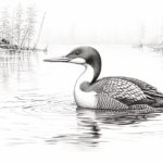How to Draw a Loon