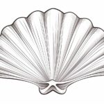 How to Draw a Scallop