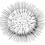 How to Draw a Sea Urchin