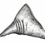 how to draw a shark tooth