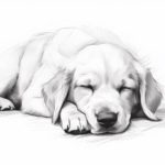 How to Draw a Sleeping Dog