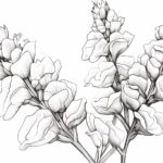 How to Draw a Snapdragon