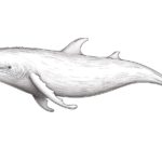 How to Draw a Sperm Whale