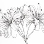 How to Draw a Spider Lily