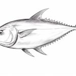 How to Draw a Tuna