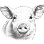 How to Draw a Pig Face