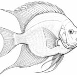 how to draw an angelfish