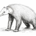 how to draw an anteater