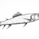 how to draw a barracuda