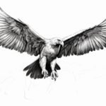 how to draw a condor