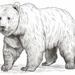 how to draw a grizzly bear