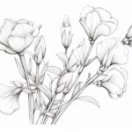 how to draw a Sweet Pea
