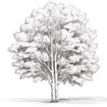 How to Draw an Aspen Tree