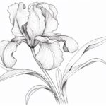 How to Draw an Iris Flower