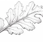 How to Draw an Oak Leaf